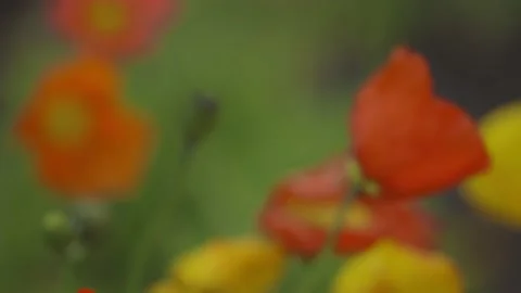 Abstract closeup shot of Tulips with soft focus Video stock 162818125