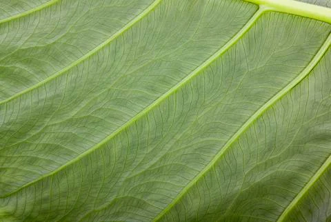 Abstract Closeup Texture and Pattern on Green Leaf Stock Photos