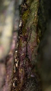 An abstract closeup view of tree bark, highlighting the intricate, natural te Stock Photos