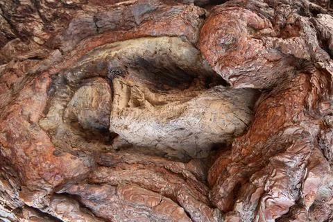 Abstract Closeup of Weathered Tree Bark Texture Stock Photos