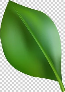 Abstract coffee tree leaves for coffee themed decoration. On transparent pn.. Stock Illustration