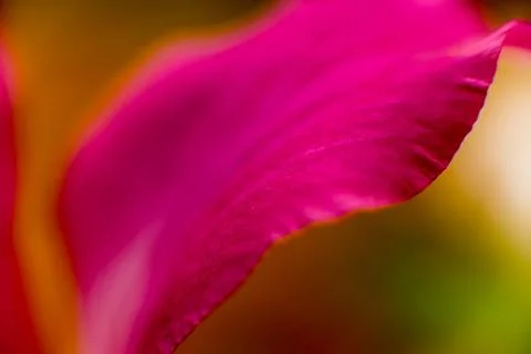 Abstract colored background close up. Macro flowers and petals Stock Photos