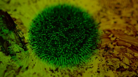 Abstract colored blobs of neon algae floating in liquid against black Stock Footage 63873959