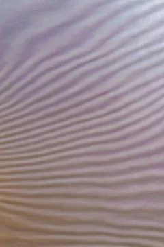 Abstract colored wavy background of interference overlay fine meshes, combina Stock Photos