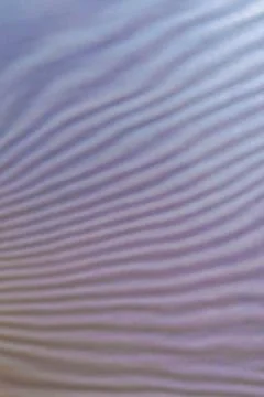 Abstract colored wavy background of interference overlay fine meshes, combina Stock Photos