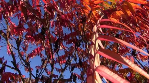 Abstract colorful autumn leaves background Stock Footage