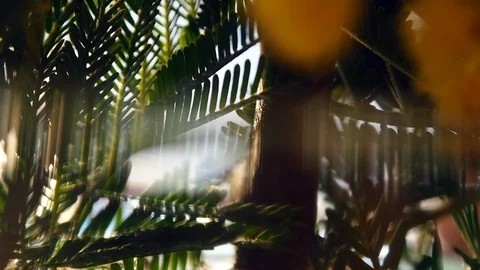 Abstract colorful blurred background. Reflection of plants in water. Macro shot. 스톡 동영상 104195208