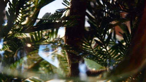 Abstract colorful blurred background. Reflection of plants in water. Macro shot. Stock Footage 104196292