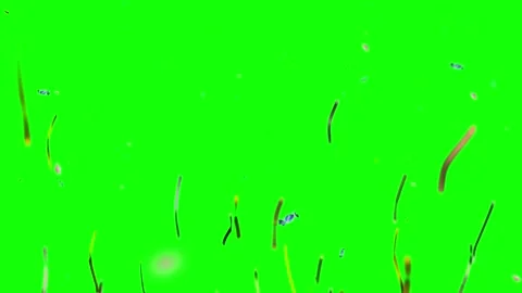 Abstract colorful particles floating on green screen. Dynamic motion graphics 스톡 동영상 340381198