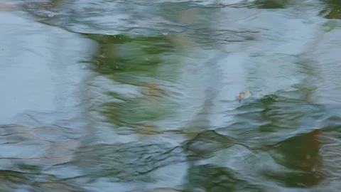 Abstract Colorful Reflection of Tree Branches 库存影片 332590009