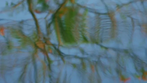 Abstract Colorful Reflection of Tree Branches Stock Footage 332590014