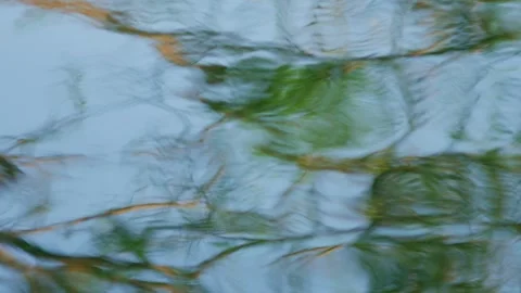 Abstract Colorful Reflection of Tree Branches Stock Footage 336052422