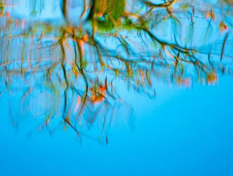 Abstract Colorful Reflection of Tree Branches and Blue Sky on Wavy Water Su.. Foto stock
