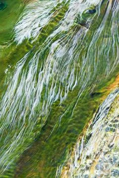 Abstract colors shade of algae. 스톡 사진