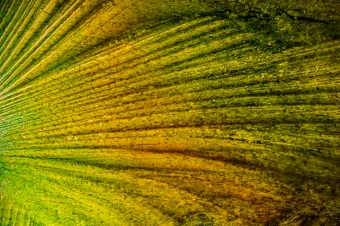 Abstract of colors in thin ice Foto stock