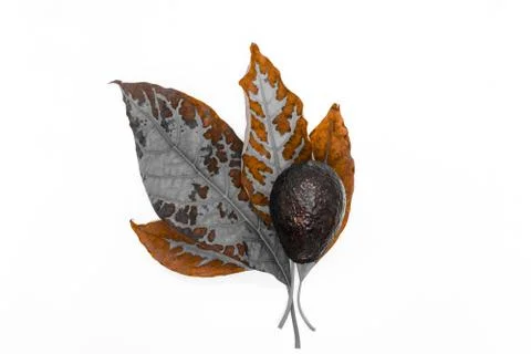 Abstract composition of black avocado Stock Photos