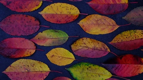 Abstract Composition of bright multi-colored autumn leaves stacked nearly of Stock Footage 167521801