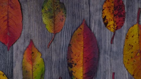 Abstract Composition of bright multi-colored autumn leaves stacked nearly of Stock Footage 167703010