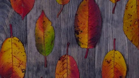 Abstract Composition of bright multi-colored autumn leaves stacked nearly of Stock Footage 197372314