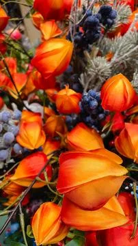 Abstract composition of bright orange Physalis lanterns blue frosted berrie.. Foto stock