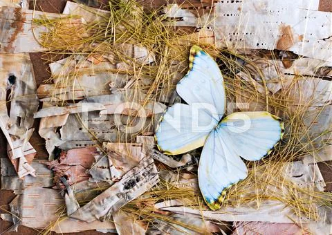 Abstract composition of butterflies, birch bark and straw Stock-Fotos