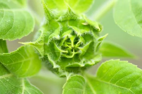 An abstract composition capturing the vibrant hues and intricate details of an Foto stock