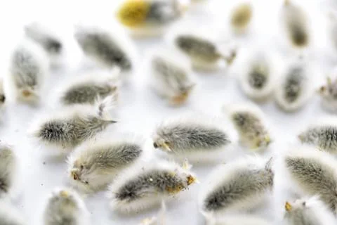 Abstract composition for Easter celebration. Stock Photos