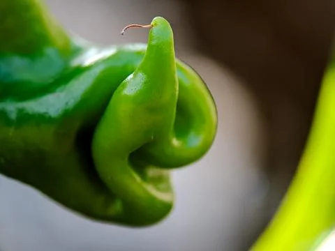 An abstract composition featuring the curved form and vibrant green color o.. Stock Photos