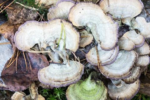 Abstract composition from a lichen Foto stock