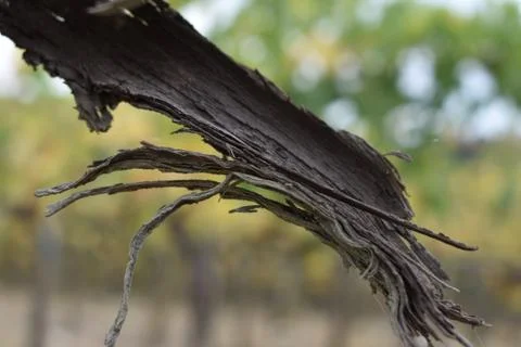 The abstract composition of the old olive tree in Tuscany Italy Foto stock