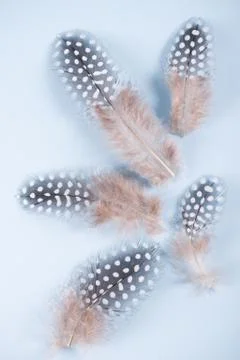Abstract composition with spotted guinea hen feather with space for text, Foto stock