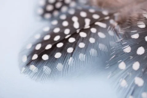 Abstract composition with spotted guinea hen feather with space for text, Stock Photos
