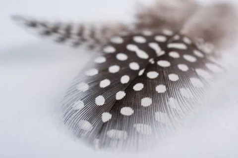 Abstract composition with spotted guinea hen feather with space for text, Stock Photos