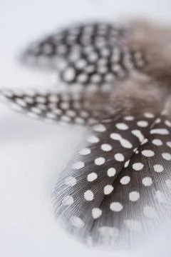 Abstract composition with spotted guinea hen feather with space for text, Stock-Fotos