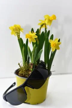 Abstract composition of yellow daffodils. Stock Photos