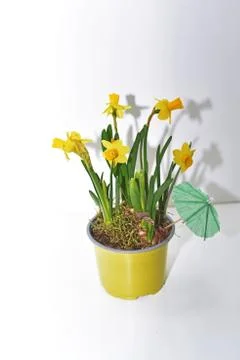 Abstract composition of yellow daffodils. Stock Photos