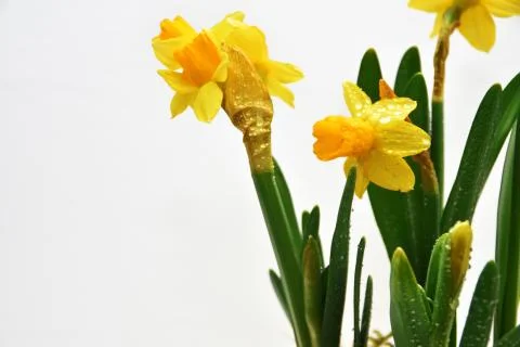 Abstract composition of yellow daffodils. Stock Photos