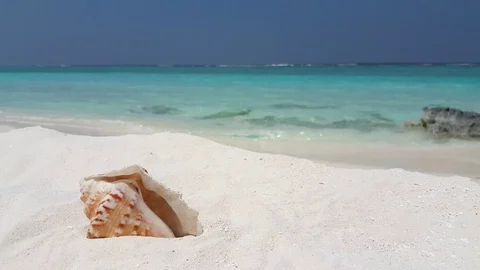Abstract concept, shell in tropical beach with white sand at Bahamas Stock Footage 118435597