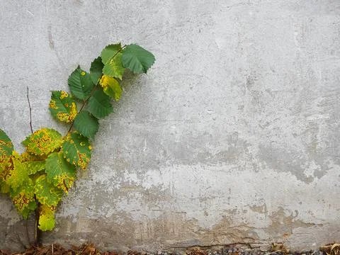Abstract concrete background and tree branch, selective focus Foto stock