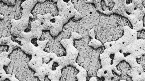 Abstract concrete wall texture loop with white organic shapes in 4k Stock Footage 346778638
