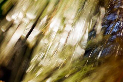 Abstract conifer branch Stock Photos
