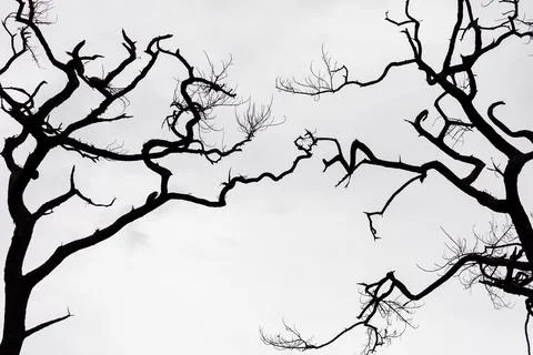 Abstract connection of twisted branches of trees with white sky. Stock Photos