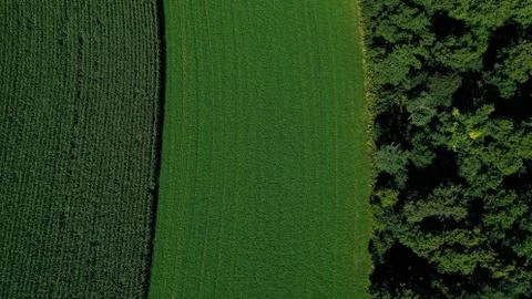 Abstract Corn Grass Trees (Aerial Drone Photo) Stock Photos