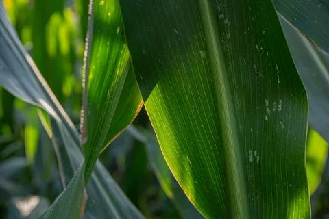 Abstract Corn Leaf Patterns with Bokeh Background Stock Photos