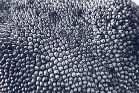 Abstract creative background. Shot of tropical jack fruit peel, look like dragon Stock Photos