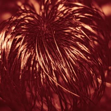 Abstract crimson macro texture based on Pulsatilla dahurica Stock Photos