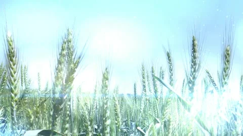 Abstract Crop Field Animation Background Video stock 277743462