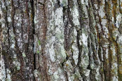 Abstract cross-section of pine bark Stock Photos