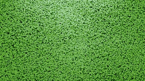 Abstract Cubes Wave, 3d Loopable Animation 4k Stock Footage 101191452