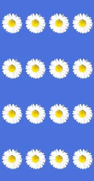 Abstract daisies Stock Photos